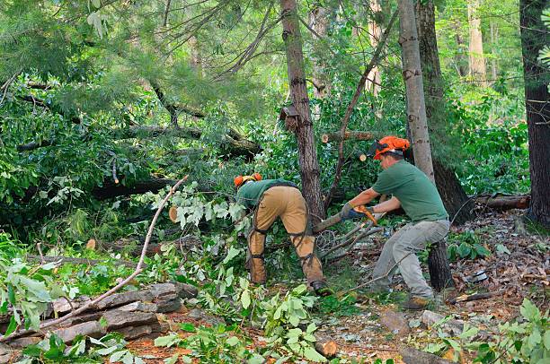 Best Emergency Tree Service  in Dysart, IA